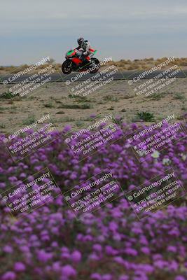 media/Jan-14-2023-SoCal Trackdays (Sat) [[497694156f]]/Turn 14 Exit Bloomig (145pm)/